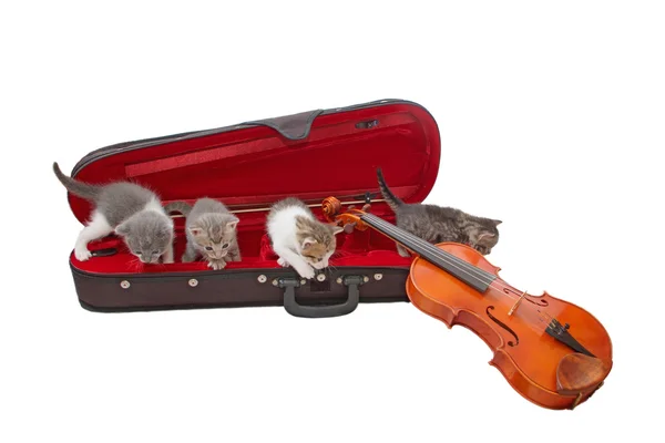 Kitten quartette — Stock Photo, Image