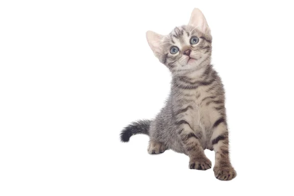白い背景で隔離された灰色の子猫 — ストック写真