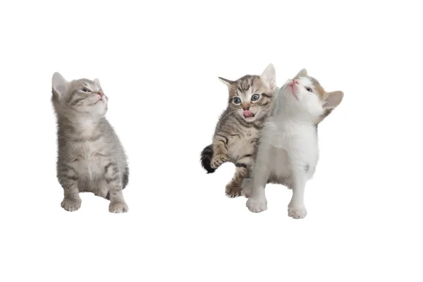 Üç hayali yavru kedi — Stok fotoğraf