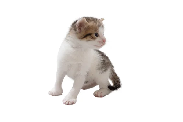 กแมวส เทา กแยกจากพ นหล ขาว — ภาพถ่ายสต็อก