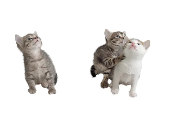 กแมวส เทาสามต กแยกจากผ วขาว — ภาพถ่ายสต็อก