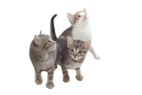 Tres gatitos imaginarios Fotos de stock libres de derechos