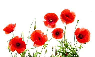 Red poppies on white clipart