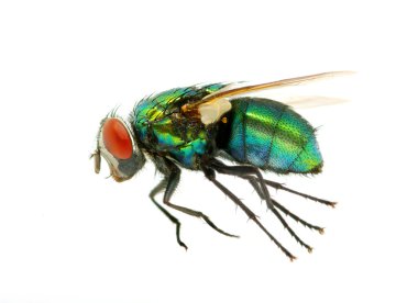 Green fly clipart