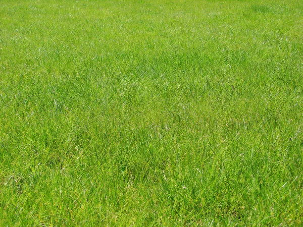 Фон зелений газон — стокове фото