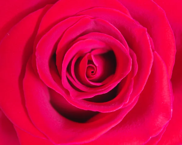 Floração rosa — Fotografia de Stock