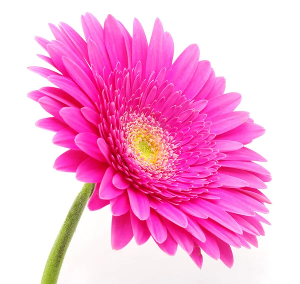 Gerbera fiore — Foto Stock