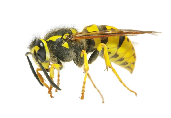 Yaban arısı — Stok fotoğraf