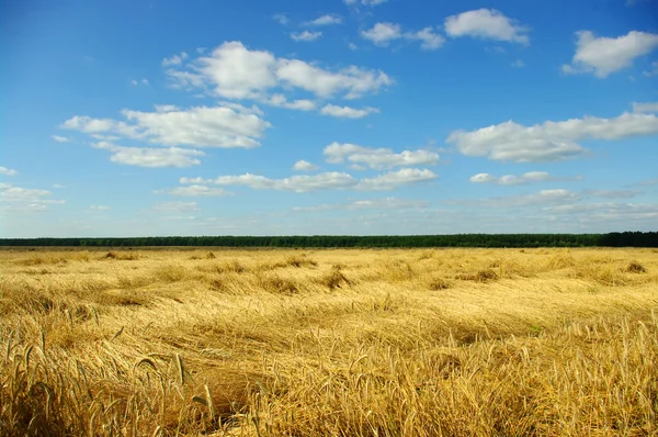 stock image Wheat