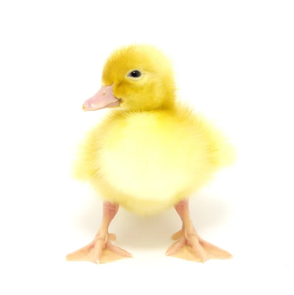 Kleine gelbe Ente — Stockfoto
