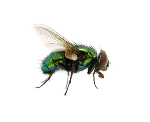 зеленая муха
