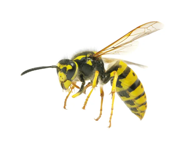 Wasp — Stockfoto