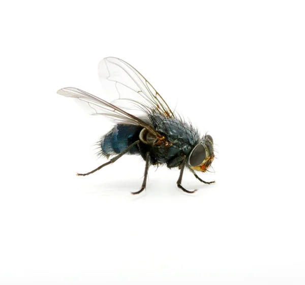 stock image Fly