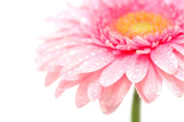 pembe gerbera