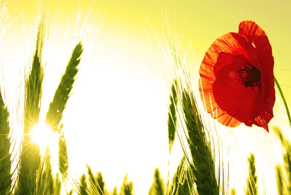 Stock image Red poppy and wheat