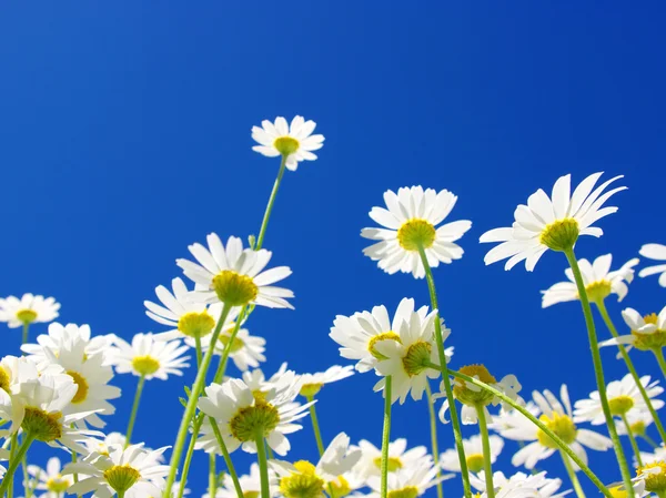 White daisies — Stock Photo, Image