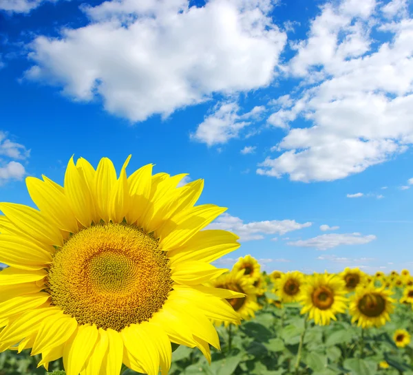 Sunflowers field — Stock Photo, Image
