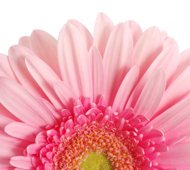 pembe gerbera