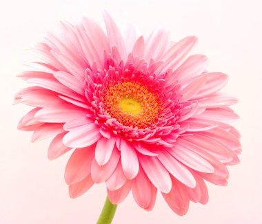 pembe gerbera