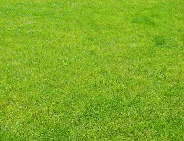 พื้นหลังสนามหญ้าสีเขียว — ภาพถ่ายสต็อก