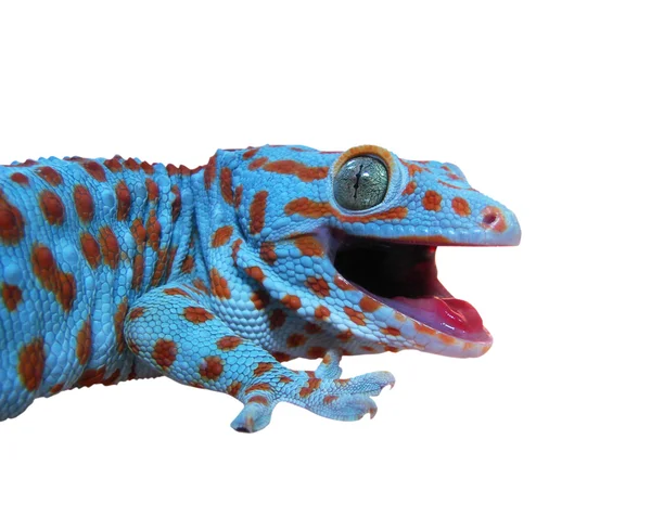 Gecko — Stockfoto
