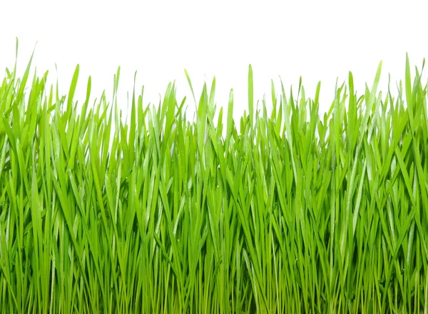 Gräs på vit — Stockfoto