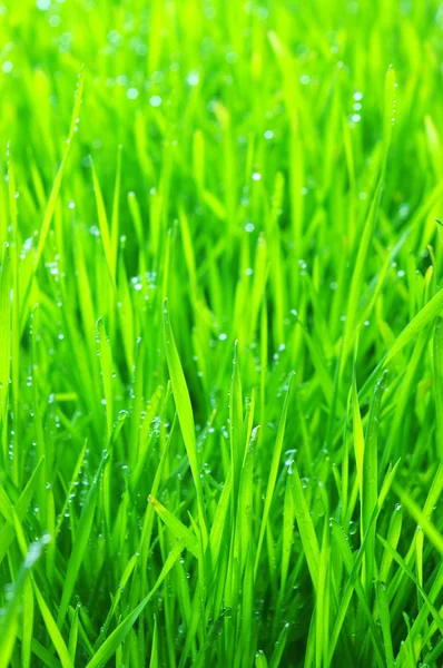 녹색 잔디 — 스톡 사진