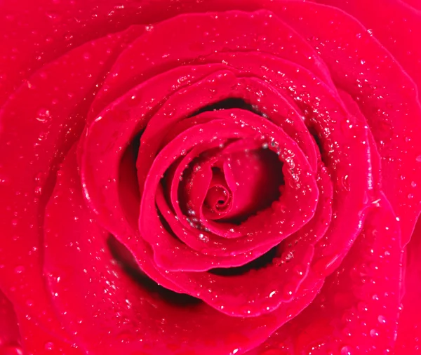 Blühende Rose — Stockfoto