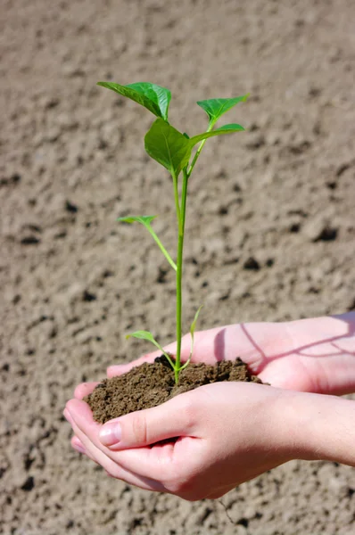 Growing plant — Stock Photo, Image