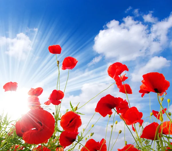 stock image Red poppies