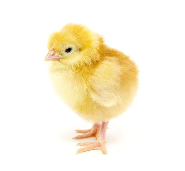 Chicken — Stock Photo, Image
