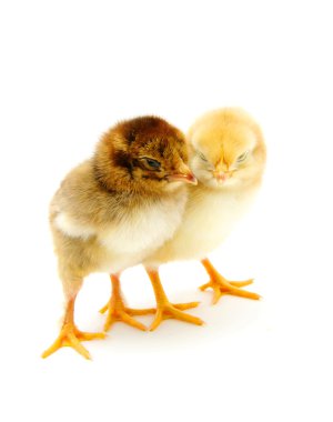 Two chicks clipart