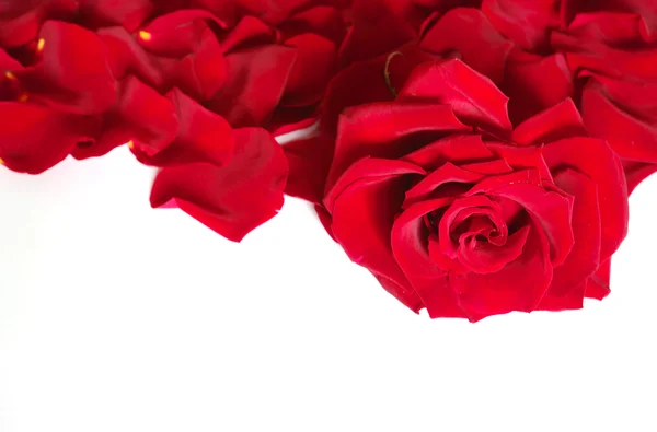 Okvětní lístky růže — Stock fotografie