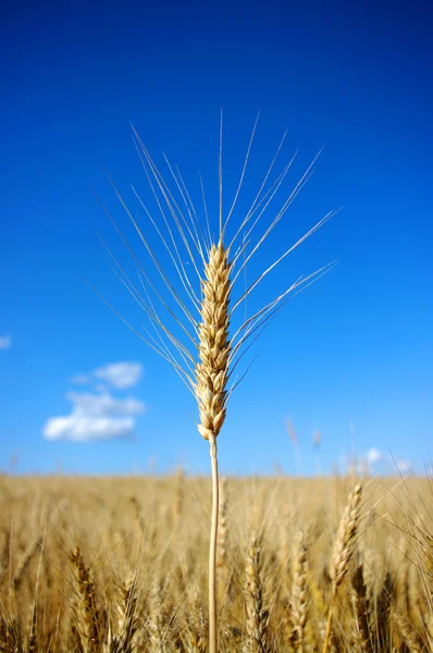 A Wheat — Stock Photo, Image
