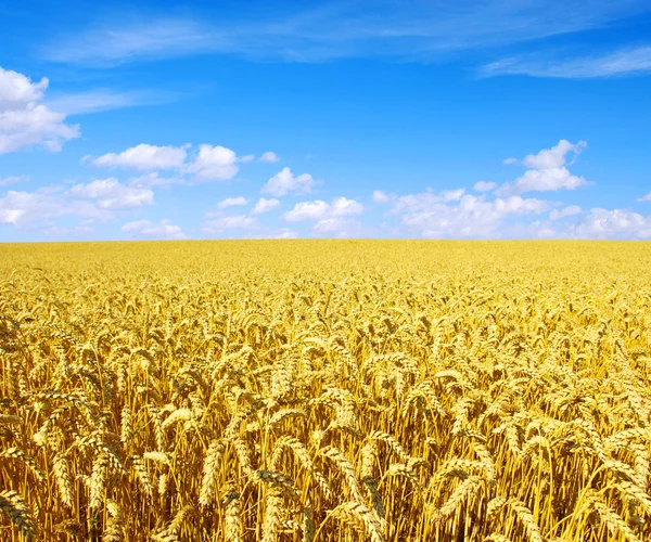 Altın buğday — Stok fotoğraf