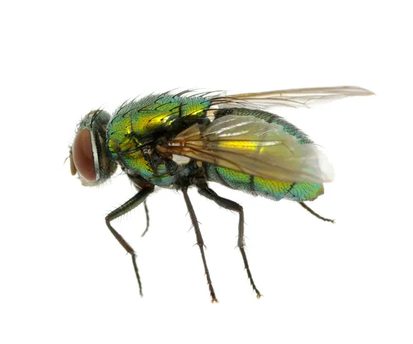 Πράσινη μύγα — Φωτογραφία Αρχείου