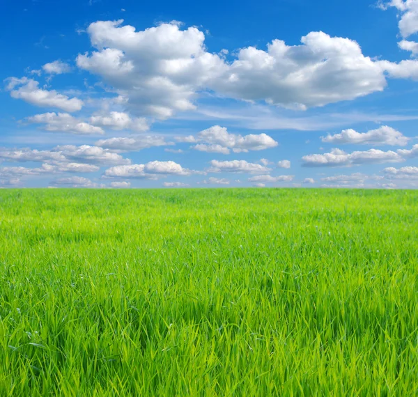 A Field — Stock Photo, Image