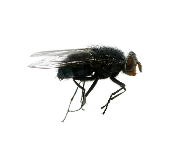 Beyaz sinek — Stok fotoğraf