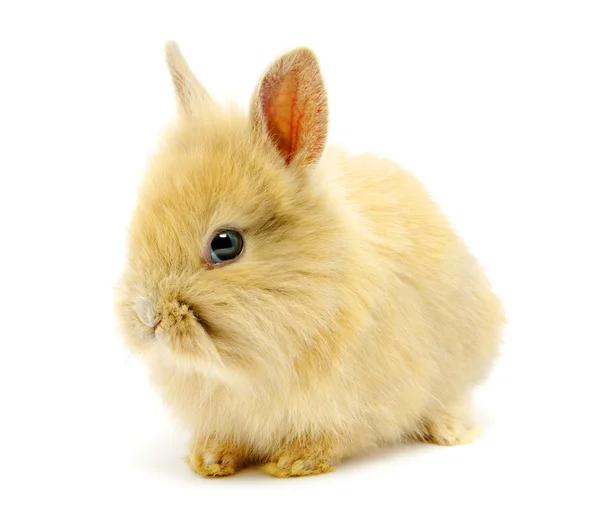 Piccolo coniglio bruno — Foto Stock