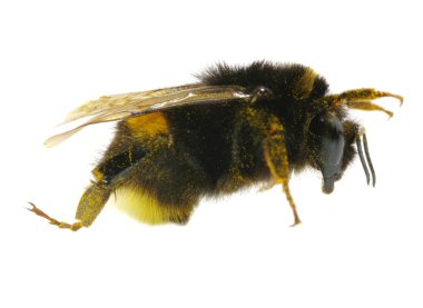 Yaban arısı