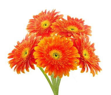 Turuncu gerbera