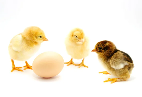 Hühner und Ei — Stockfoto