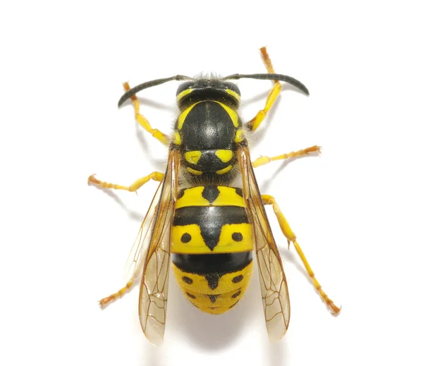 Wasp beyaz — Stok fotoğraf