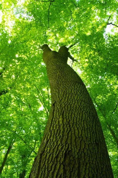 フォレスト内のツリー — ストック写真