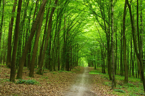 Path in summer green forest
