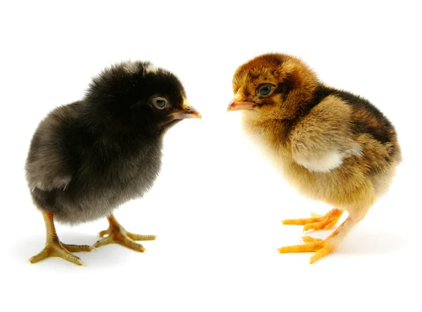 Baby chicks — Stock Photo, Image