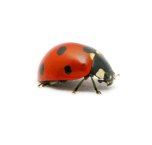 Coccinella su bianco — Foto Stock