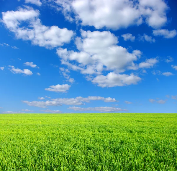 翠绿的草地和天空 — 图库照片