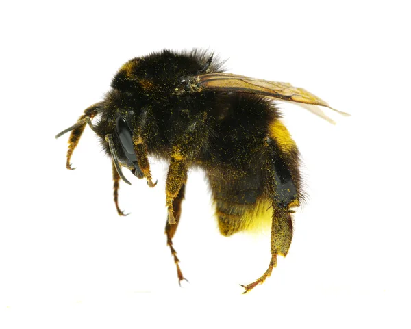 Bumblebee Isolated White Background — Stock Photo, Image