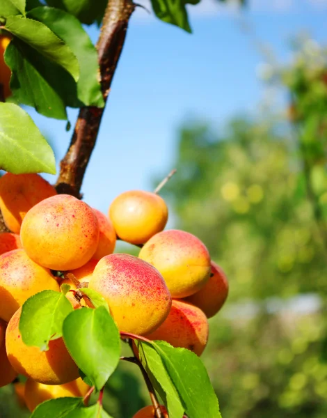 stock image Apricots growings in a garden